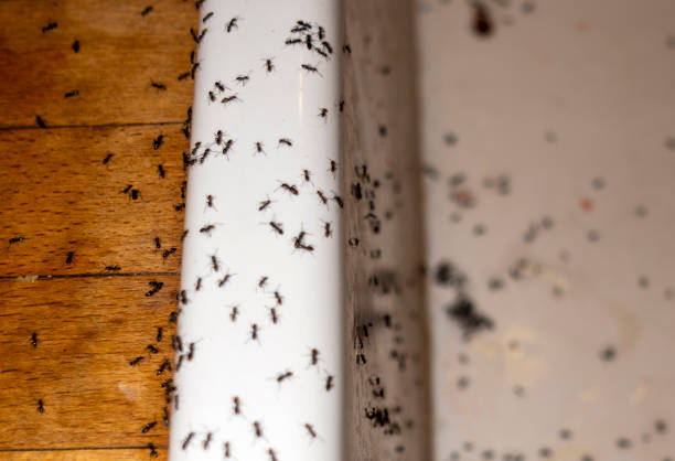 Best Pest Inspection Near Me  in Flordell Hills, MO