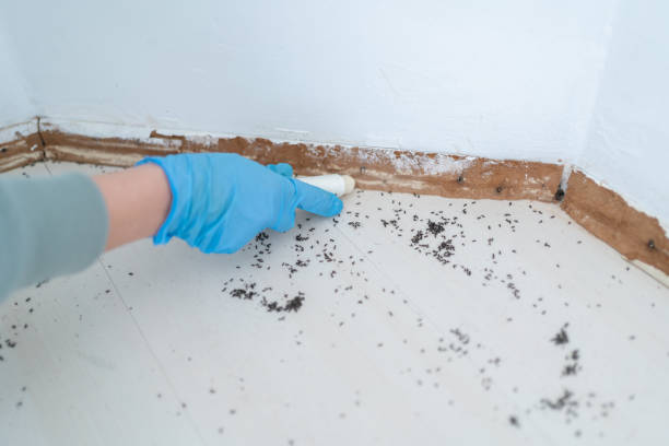 Best Termite Control Services  in Flordell Hills, MO